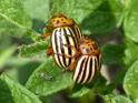 Leptinotarsa decemlineata (Colorado Beetle).jpg